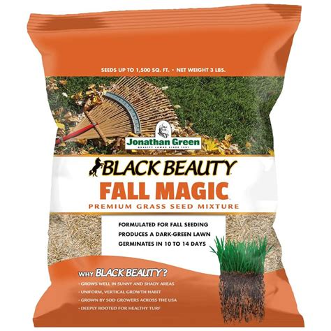 Blaci beauty fall magic grass seed